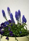 IMG_0009_Heikes-Blumen_P1