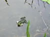 IMG_0103_Quakfrosch_z.M